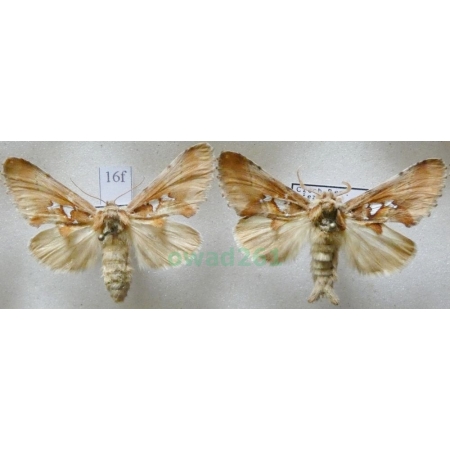 Spatalia argentina (Denis & Schiffermüller, 1775) pair Naramiennica srebrnica Czech16f